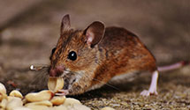 24 Hour & Emergency Exterminators in El Paso, TX